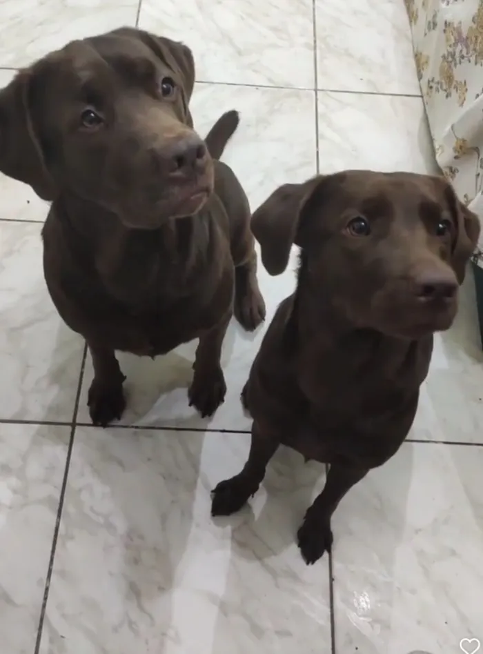 Cachorro raça Labrador idade 6 ou mais anos nome Thor e Meg