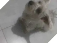 Cachorro raça Yorkshire idade 1 ano nome mel 