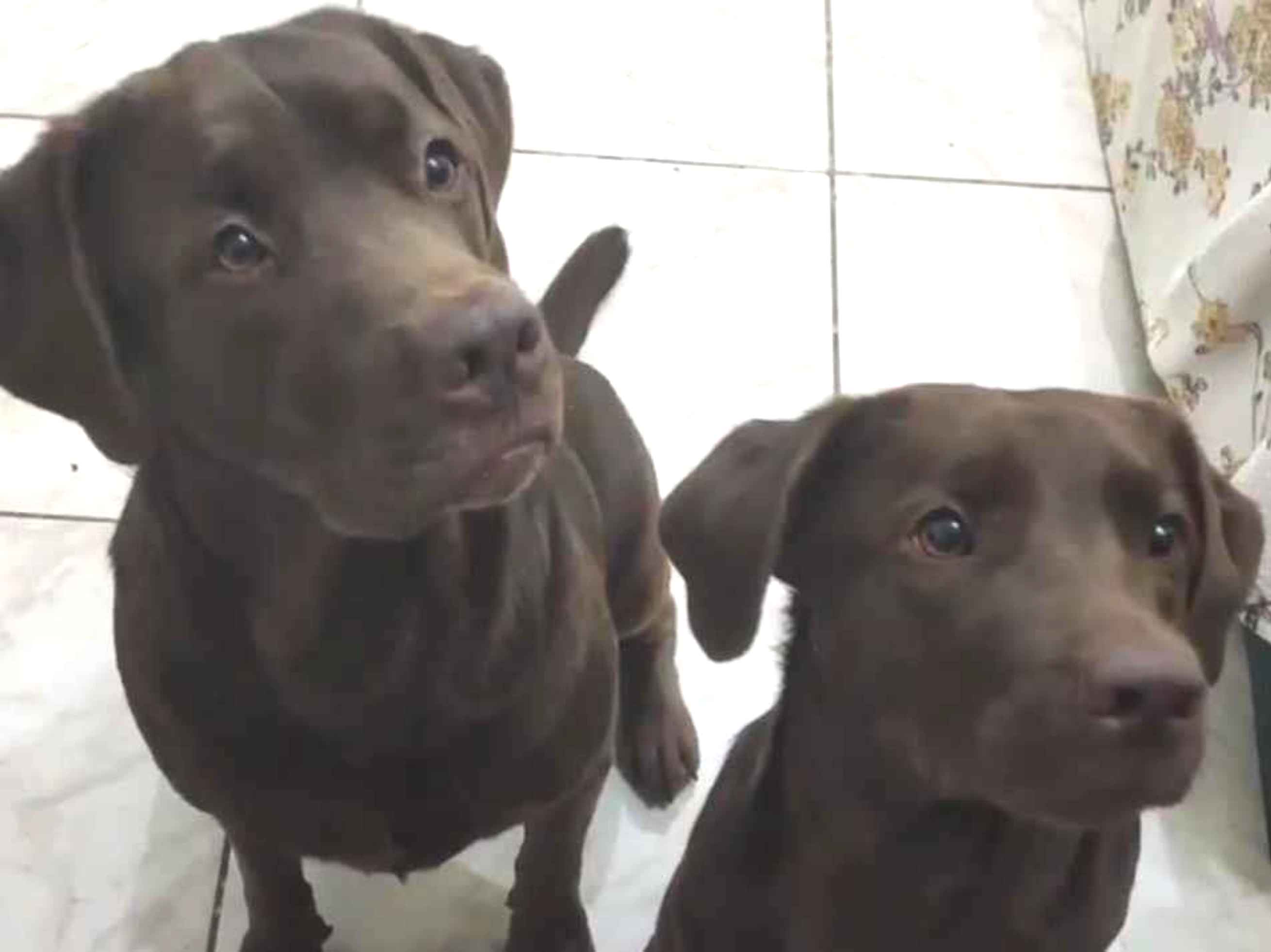 Cachorro raça Labrador idade 6 ou mais anos nome Thor e Meg