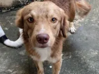 Cachorro raça SRD-ViraLata idade 5 anos nome BOLOTA
