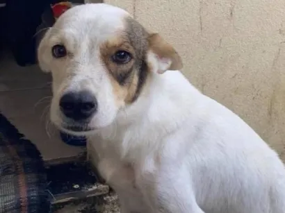 Cachorro raça SRD-ViraLata idade 5 anos nome PANDORA
