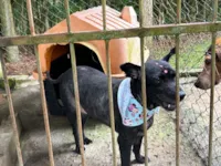 Cachorro raça Chow Chow idade 4 anos nome Chow Chow com Vira Lata