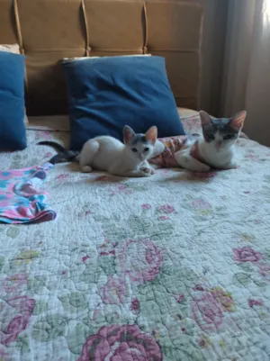 Gato raça SRD-ViraLata idade Abaixo de 2 meses nome Sandro Silva simino