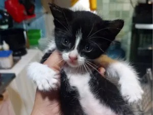Gato raça SRD-ViraLata idade Abaixo de 2 meses nome Cruella