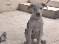 Cachorro raça SRD-ViraLata idade 2 a 6 meses nome Thor