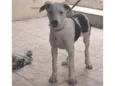 Cachorro raça SRD-ViraLata idade 2 a 6 meses nome Thor