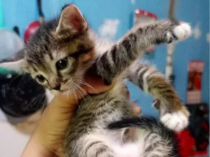 Gato raça SRD-ViraLata idade Abaixo de 2 meses nome Nala