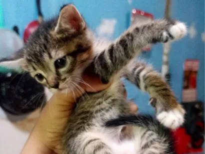 Gato raça SRD-ViraLata idade Abaixo de 2 meses nome Nala