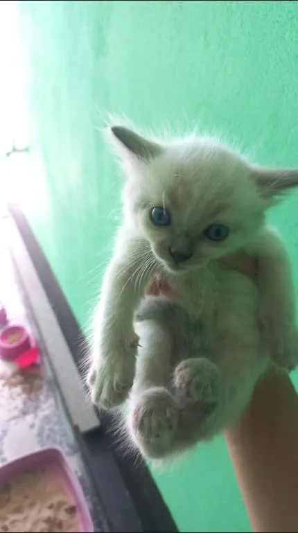 Gato raça SRD-ViraLata idade Abaixo de 2 meses nome ainda não tem nome 