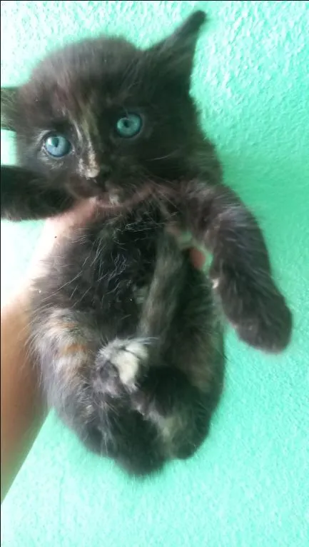 Gato raça SRD-ViraLata idade Abaixo de 2 meses nome ainda não tem nome 