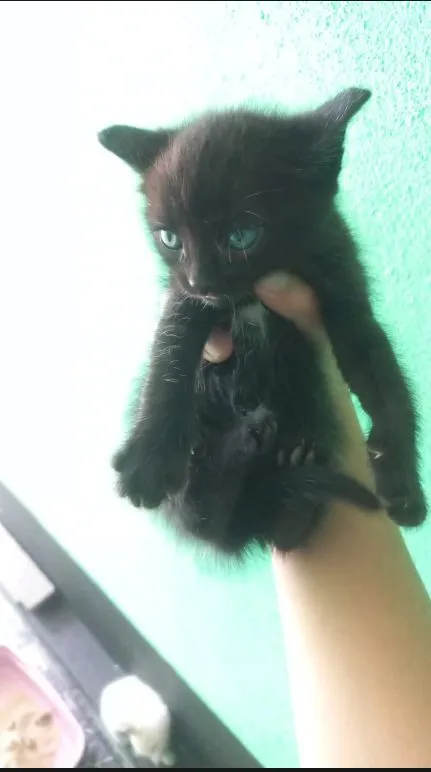 Gato raça SRD-ViraLata idade Abaixo de 2 meses nome ainda não tem nome 