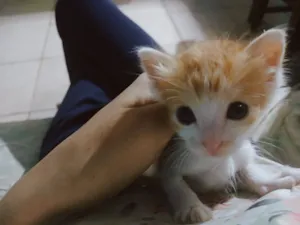 Gato raça SRD-ViraLata idade 2 a 6 meses nome A Pequena Estrela (Filhote de 2 mês)