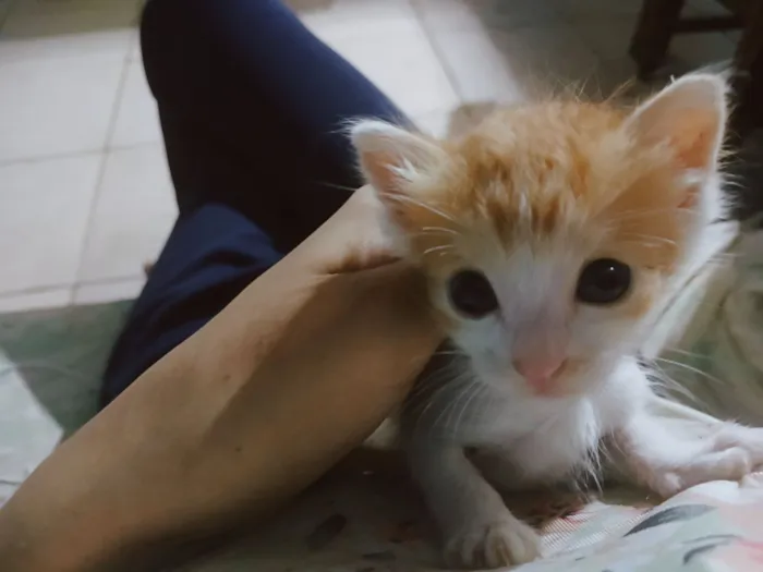 Gato raça SRD-ViraLata idade Abaixo de 2 meses nome A Pequena Estrela (Filhote de 1 mês)