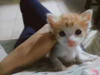 Gato raça SRD-ViraLata idade Abaixo de 2 meses nome A Pequena Estrela (Filhote de 1 mês)