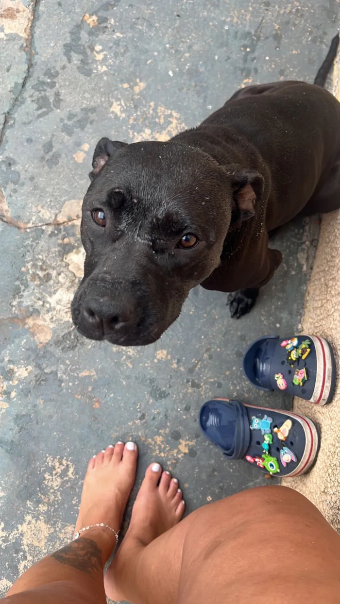 Cachorro raça Pit-Bull idade 3 anos nome Akira