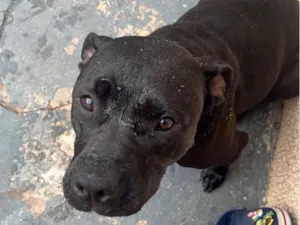 Cachorro raça Pit-Bull idade 3 anos nome Akira
