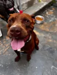 Cachorro raça Pit-Bull idade 3 anos nome Zaion