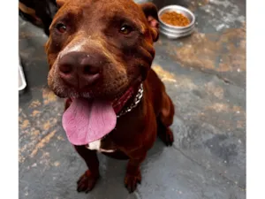 Cachorro raça Pit-Bull idade 3 anos nome Zaion