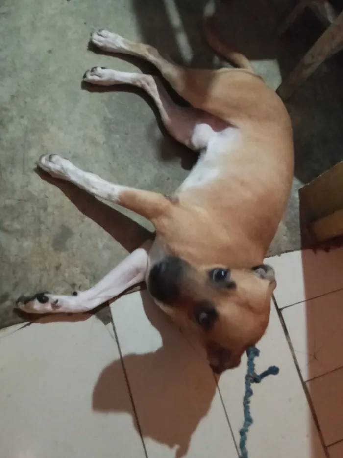 Cachorro raça SRD-ViraLata idade 3 anos nome Omalley