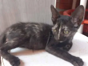 Gato raça SRD-ViraLata idade 2 a 6 meses nome Sem nomes
