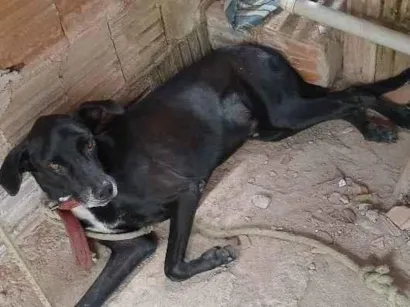 Cachorro raça SRD-ViraLata idade 5 anos nome Lobinho 