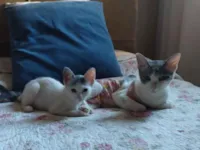 Gato raça SRD-ViraLata idade Abaixo de 2 meses nome Sandro Silva simino