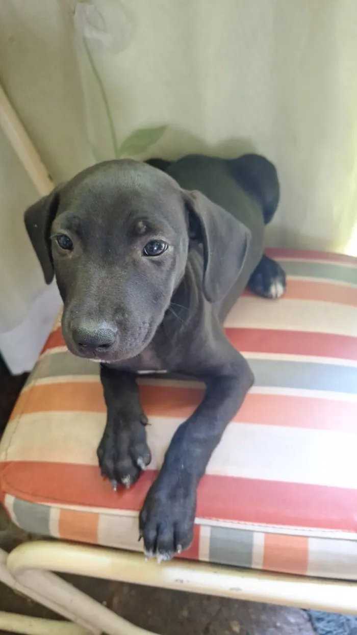 Cachorro raça SRD-ViraLata idade 2 a 6 meses nome Pandora 