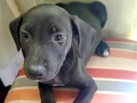Cachorro raça SRD-ViraLata idade 2 a 6 meses nome Pandora 