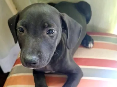 Cachorro raça SRD-ViraLata idade 2 a 6 meses nome Pandora 
