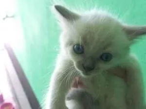 Gato raça SRD-ViraLata idade Abaixo de 2 meses nome ainda não tem nome 