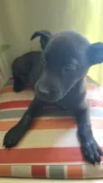 Cachorro raça SRD-ViraLata idade 2 a 6 meses nome Princesa 