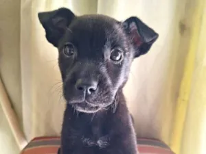 Cachorro raça SRD-ViraLata idade 2 a 6 meses nome Princesa 