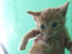 Gato raça SRD-ViraLata idade Abaixo de 2 meses nome ainda não tem nome 