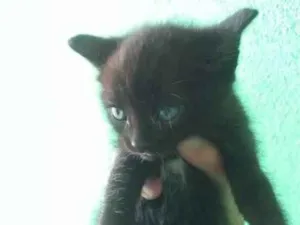 Gato raça SRD-ViraLata idade Abaixo de 2 meses nome ainda não tem nome 