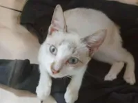 Gato raça SRD-ViraLata idade 7 a 11 meses nome Os Três Mosqueteiros (Irmãos de 7 meses)