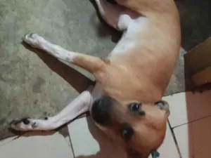 Cachorro raça SRD-ViraLata idade 2 anos nome Omalley