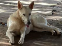 Cachorro raça SRD-ViraLata idade 1 ano nome Rosa 