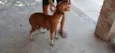 Cachorro raça SRD-ViraLata idade 3 anos nome Clotiude