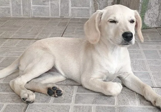 Cachorro raça SRD-ViraLata idade 2 a 6 meses nome Maria Clara
