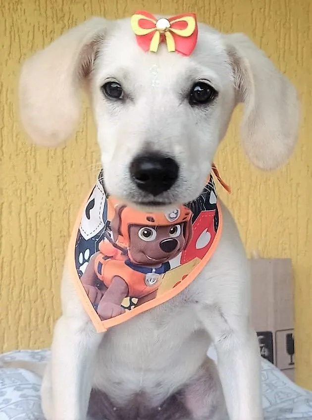 Cachorro raça SRD-ViraLata idade 2 a 6 meses nome Maria Clara