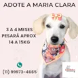 Cachorro raça SRD-ViraLata idade 2 a 6 meses nome Maria Clara