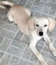 Cachorro raça SRD-ViraLata idade 2 a 6 meses nome Maria Clara