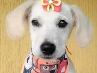 Cachorro raça SRD-ViraLata idade 2 a 6 meses nome Maria Clara