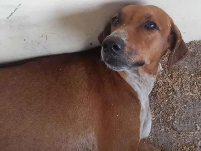 Cachorro raça SRD-ViraLata idade 3 anos nome Clotiude