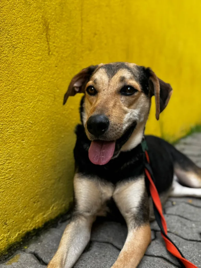 Cachorro raça SRD-ViraLata idade 1 ano nome Scooby