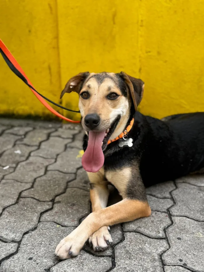 Cachorro raça SRD-ViraLata idade 1 ano nome Scooby