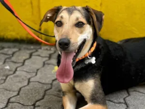 Cachorro raça SRD-ViraLata idade 1 ano nome Scooby