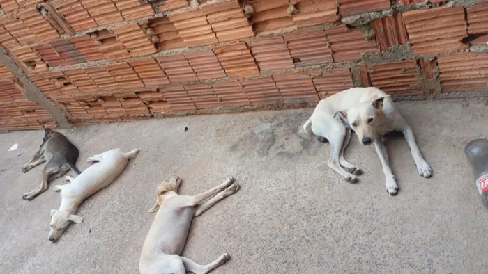 Cachorro raça SRD-ViraLata idade 2 a 6 meses nome Branquinho