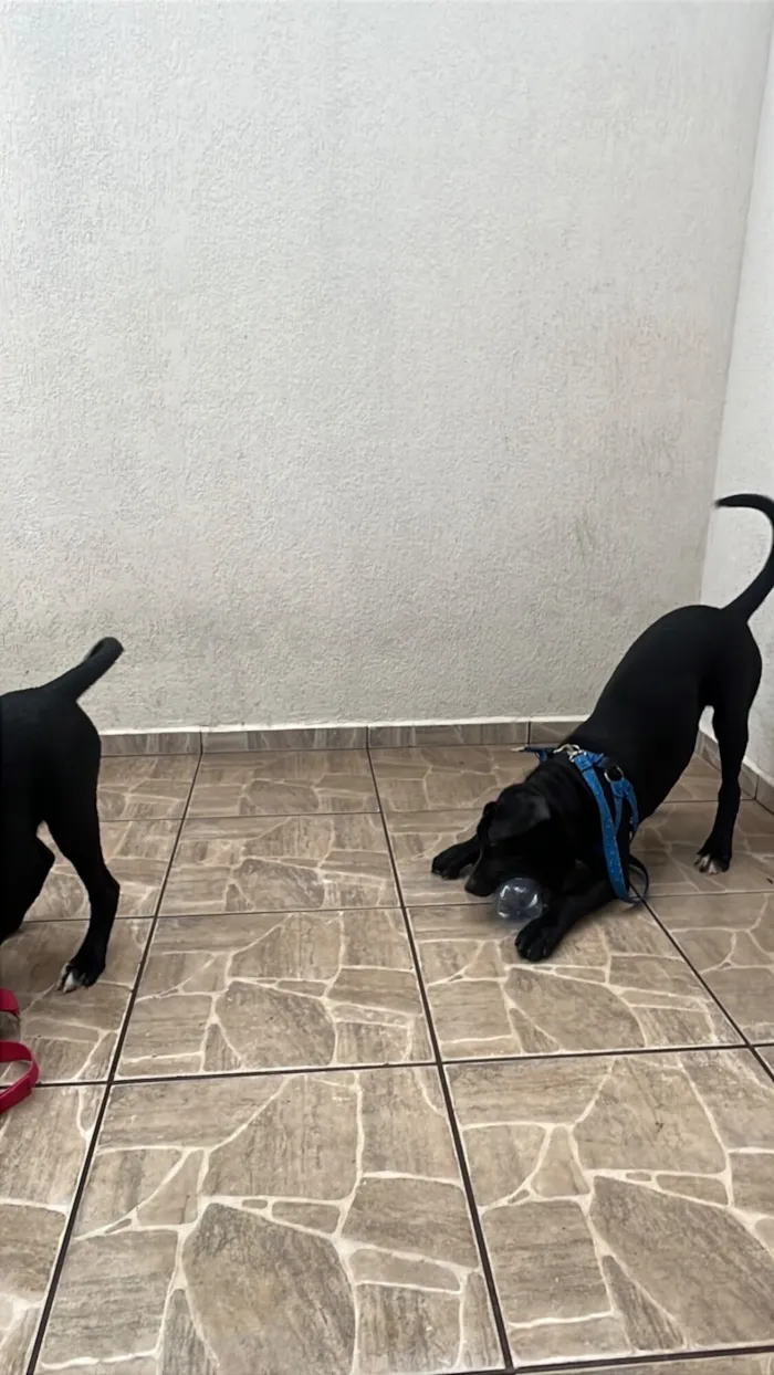 Cachorro raça Labrador idade 7 a 11 meses nome SIMBA