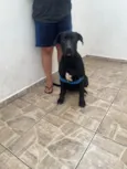 Cachorro raça Labrador idade 7 a 11 meses nome SIMBA